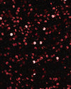 Mini Sequin Burgundy