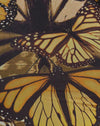 Butterfly Gold