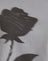 Grey with Blurred Rose Print