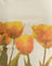 Buttermilk Blurry Tulip
