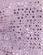  Sequin Knit Lilac