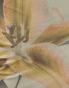 yellow lily print