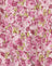 Blossom Floral Pink