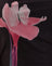 Pink Flower Placement