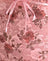 Pink Lace Floral Bloom