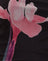  Black with Pink Flower Placement