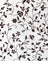 Stem Flower Flock Brown