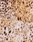 Crinkle Sand Leopard