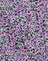 Lilac Blossom