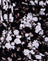 Dark Wild Flower