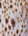 Sand Leopard