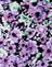Lilac Blossom