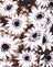 Dyed Daisy