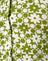 Patchwork Daisy Green