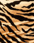 Tiger Gold